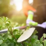 cropped picture of a person pruning plants