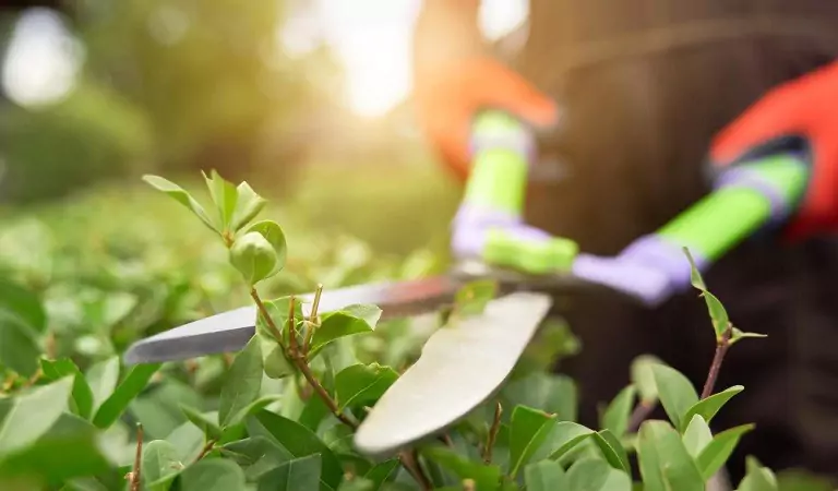 How To Prune Different Types Of Plants In Australia?